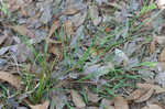 Wire sedge